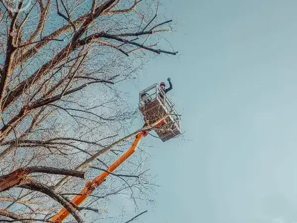 Baum Kronenpflege Berlin Baumdienst Koenig Text Bild Baumpfleger Ganz Weit Oben