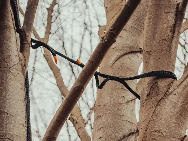 Baum Kronenpflege Berlin Kronensicherungen Text Bild