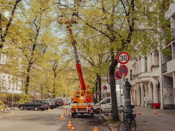 Baum Kronenpflege Berlin Text Bild Pflegeschnitt Fuer Stadtbaeume