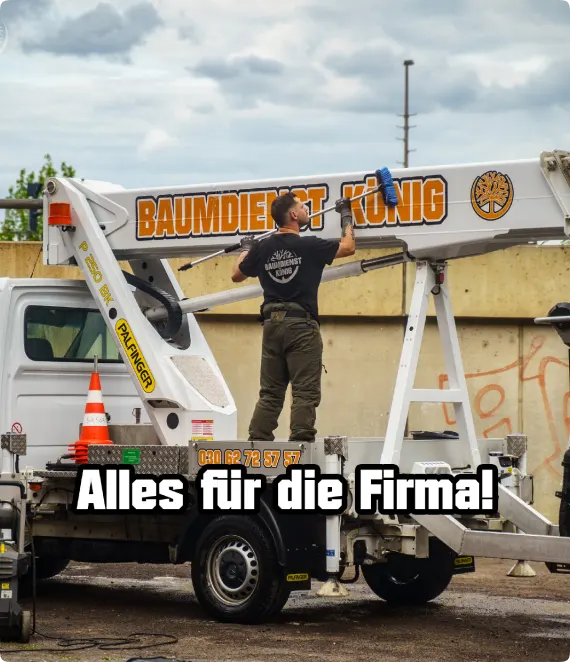 Baumdienst Koenig Kontakt Bild