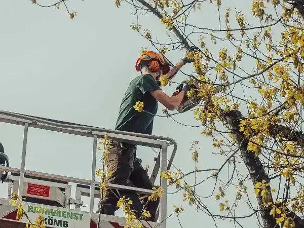 Baumfaellung Berlin Baumdienst Koenig Text Baum Experte Schneidet Stamm