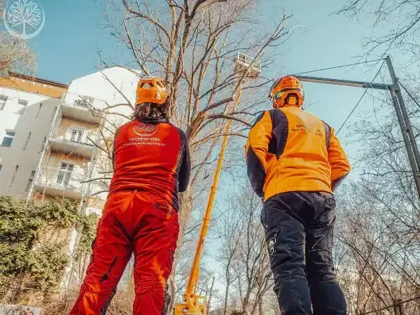 Baumpfleger Beurteilen Die Gesundheit Des Baumes