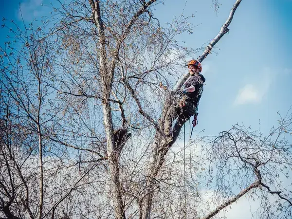 Baumpfleger Hoch Im Baum Treeworker