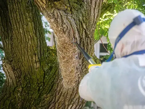 Eichenprozessionsspinner Berlin Baumdienst Koenig Hero Bildbild