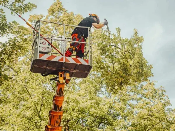 Erziehungsschnitt Vom Baum Experten