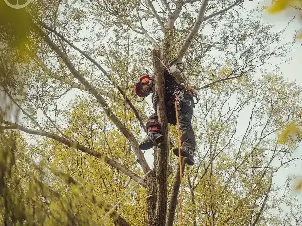 Treeworker Saegt Stamm Ab